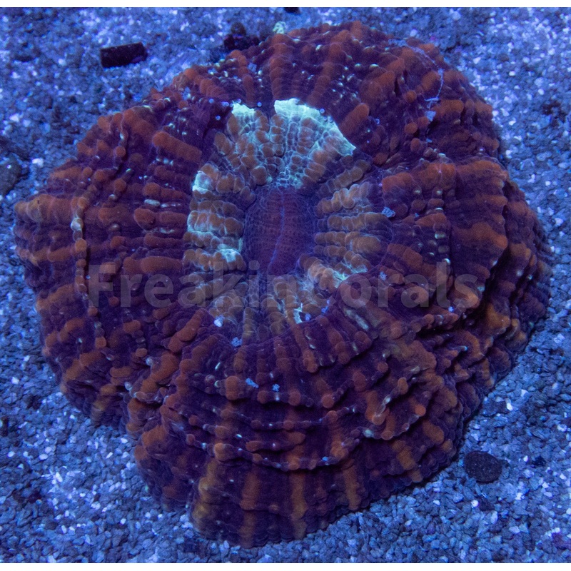Dusky Twilight Acanthophyllia