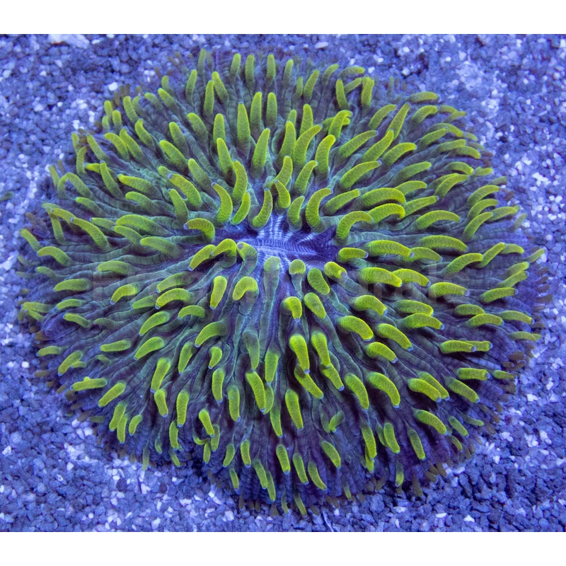 Emerald Drift Fungia (Fungia spp.)