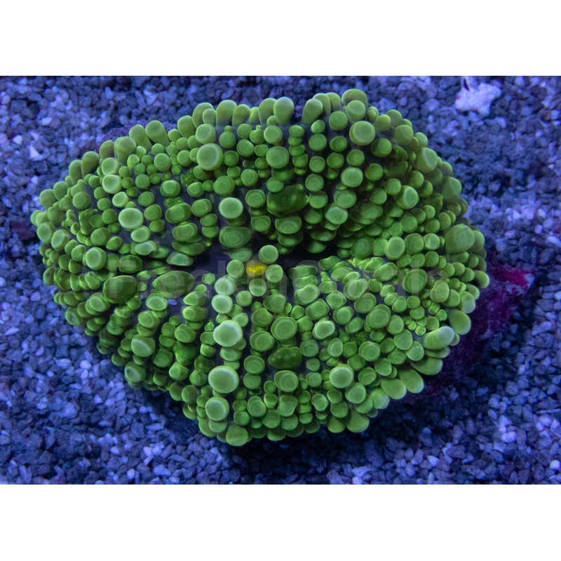 Emerald Surge Ricordea Yuma