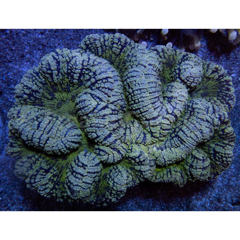 Emerald Tide Symphyllia (Symphyllia sp., XXL Size)