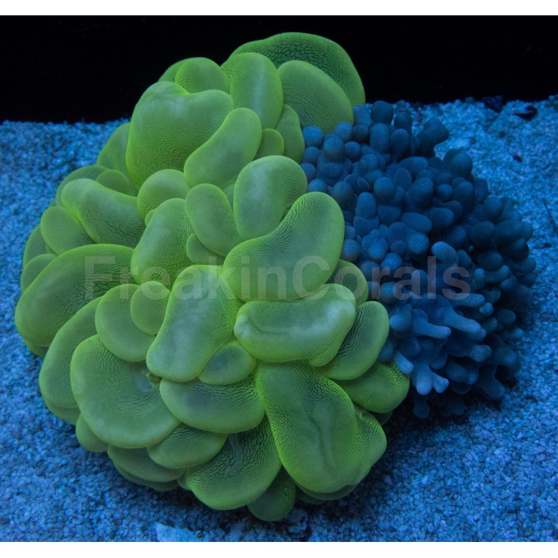 Ethereal Tide Plerogyra (Plerogyra spp.)