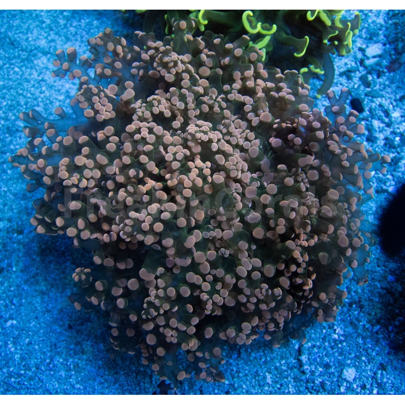 Euphyllia "Blush Aurora" Yaeyamaensis Coral (XXL Size)