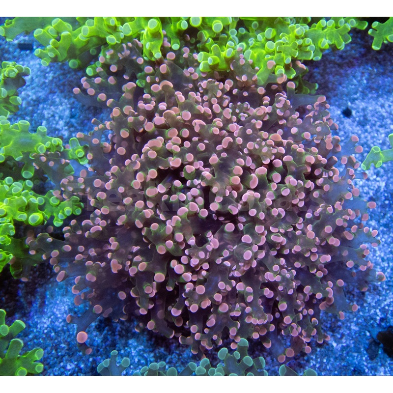 Euphyllia "Cherry Blossom" Paradivisa Coral
