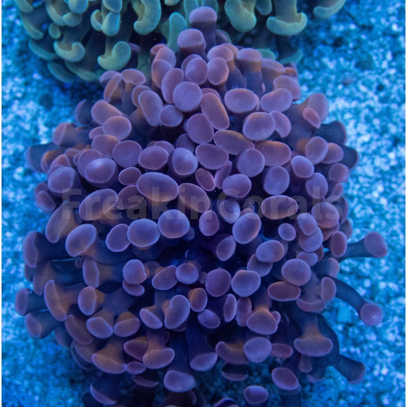 Euphyllia "Crimson Blaze" Paraancora Coral