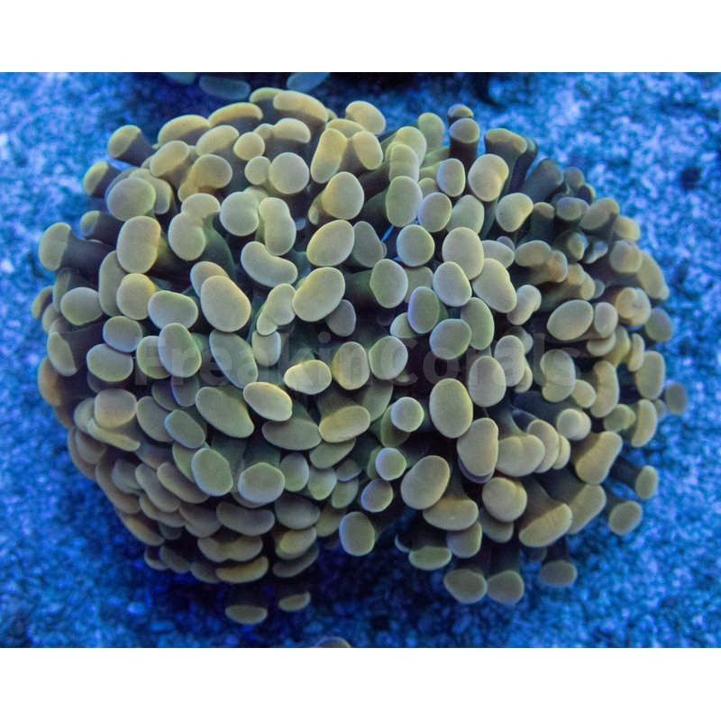 Euphyllia "Golden Radiance" Paraancora Coral
