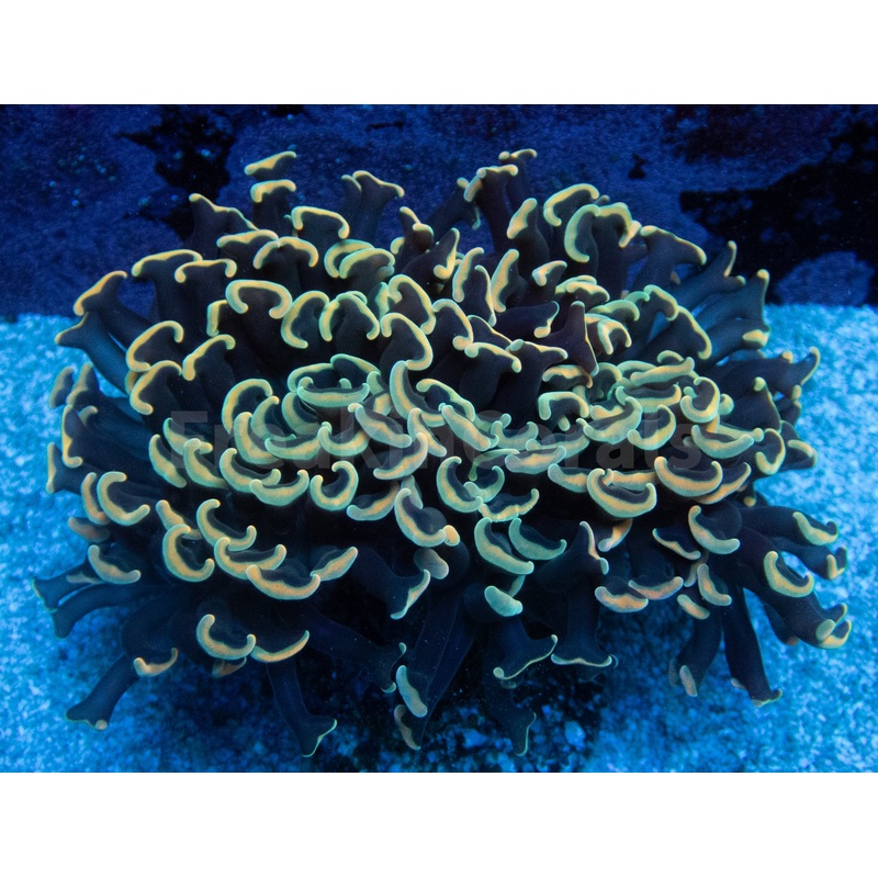 Euphyllia "Lime Blossom" Ancora Coral