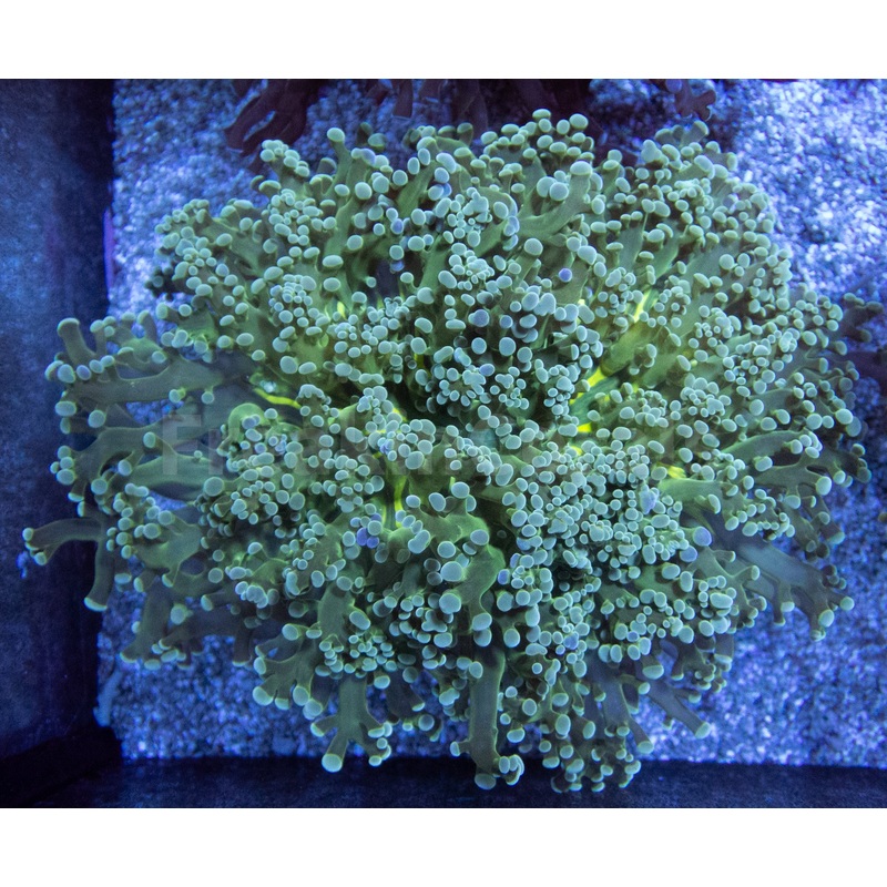 Euphyllia "Mint Mirage" Paradivisa Coral