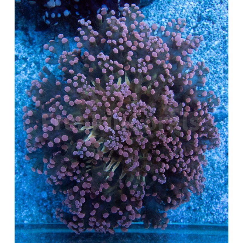 Euphyllia "Rose Aurora" Yaeyamaensis Coral