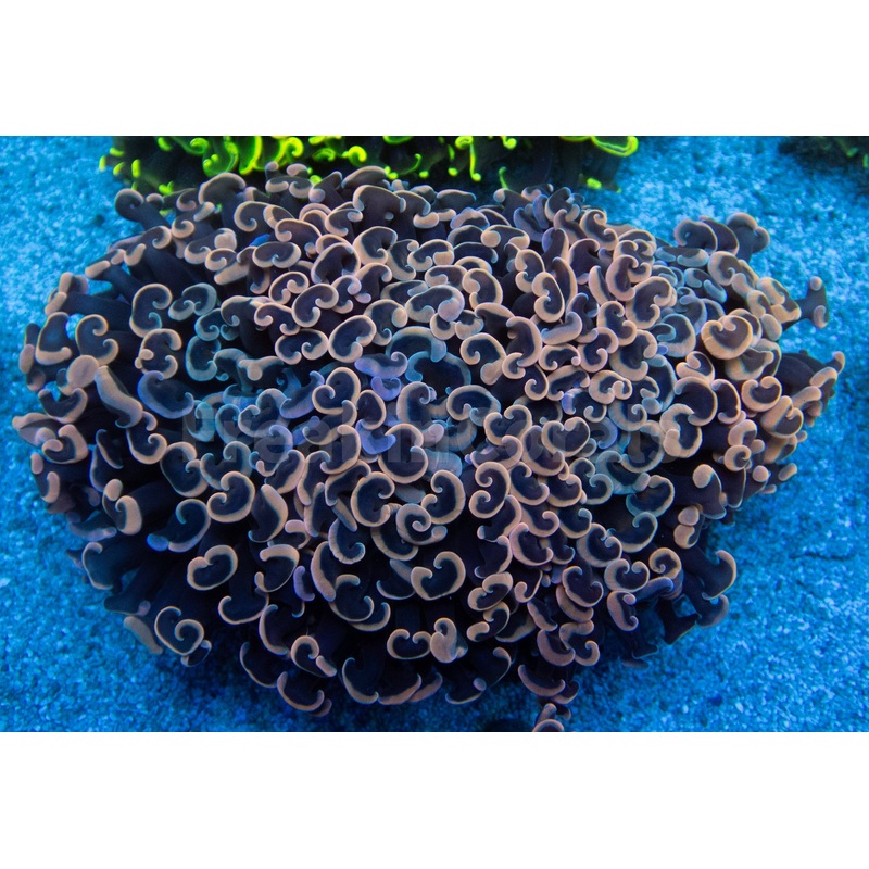 Euphyllia "Sunset Blush" Ancora Coral