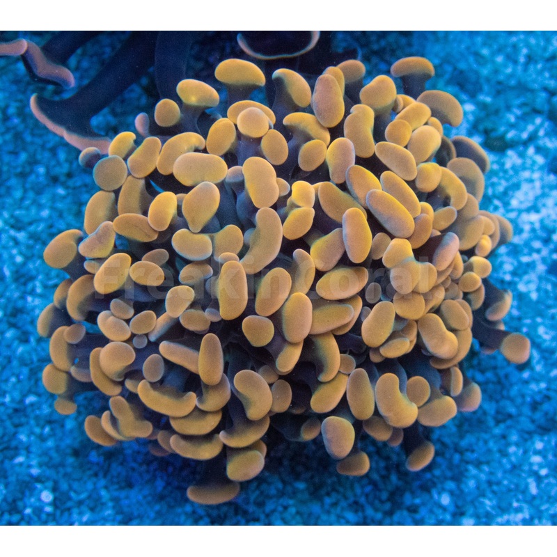Euphyllia "Sunset Ember" Paraancora Coral