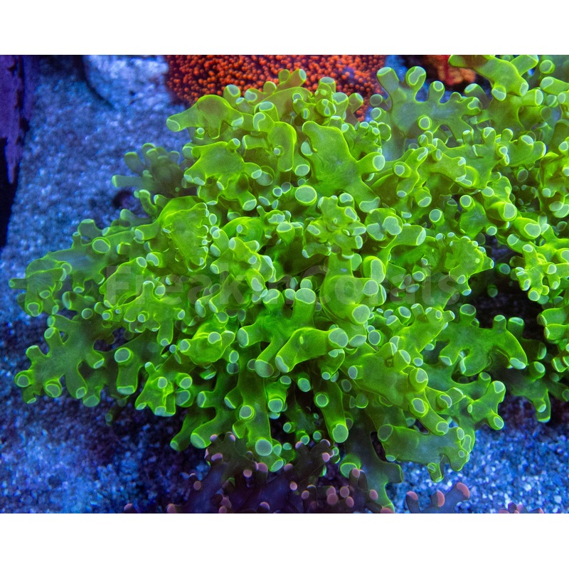 Euphyllia "Toxic Emerald" Paradivisa Coral