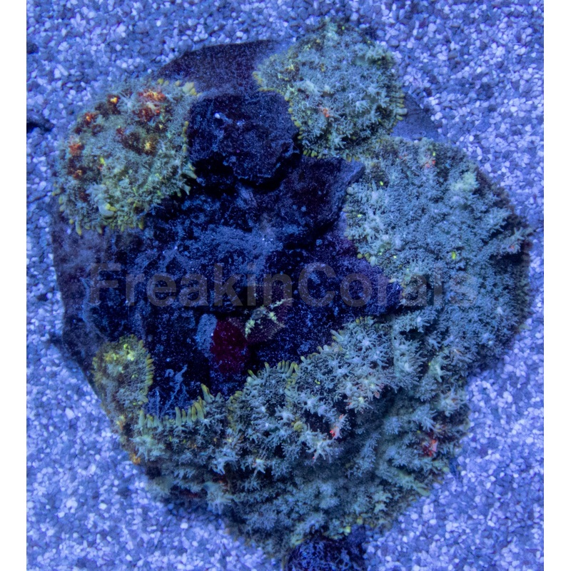 Firefly Rhodactis (Rhodactis spp.) (CUT-TO-ORDER)