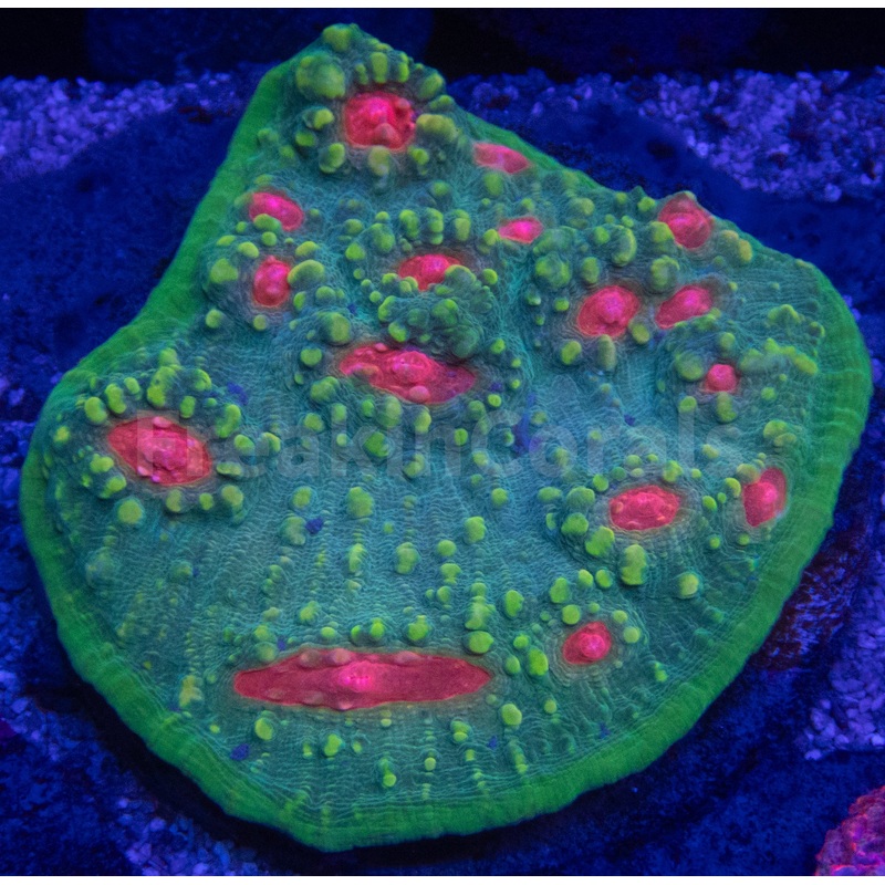 Firestorm Eye Chalice Colony