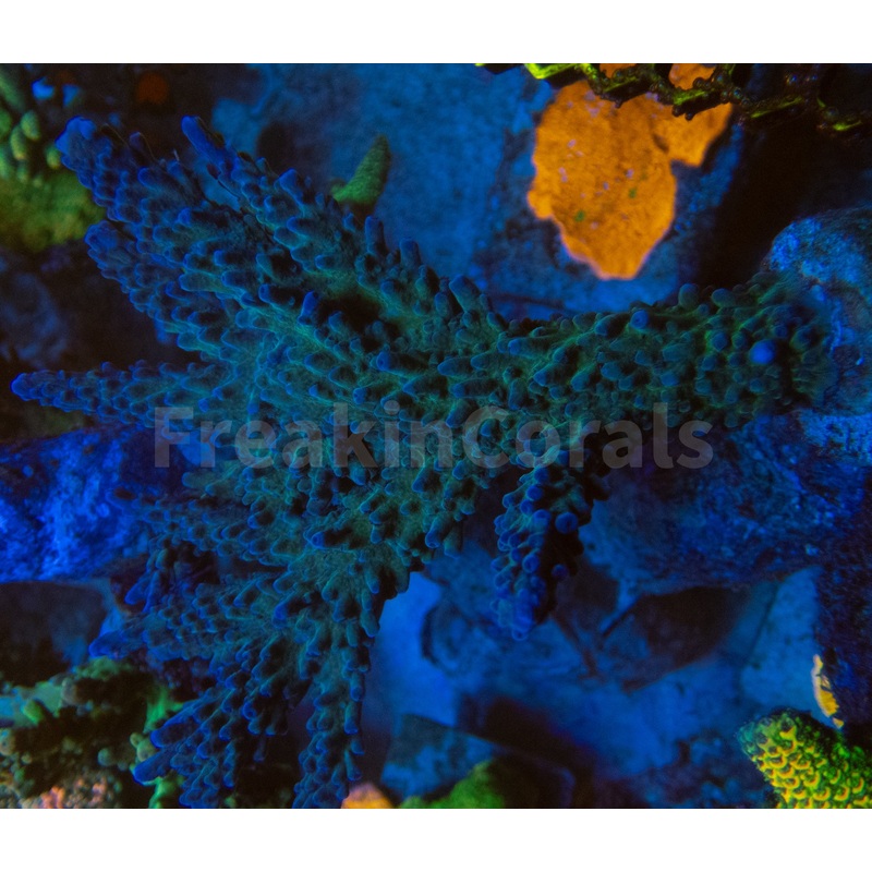 FK Blue & Green Gomezi Acropora (Cut-To-Order)