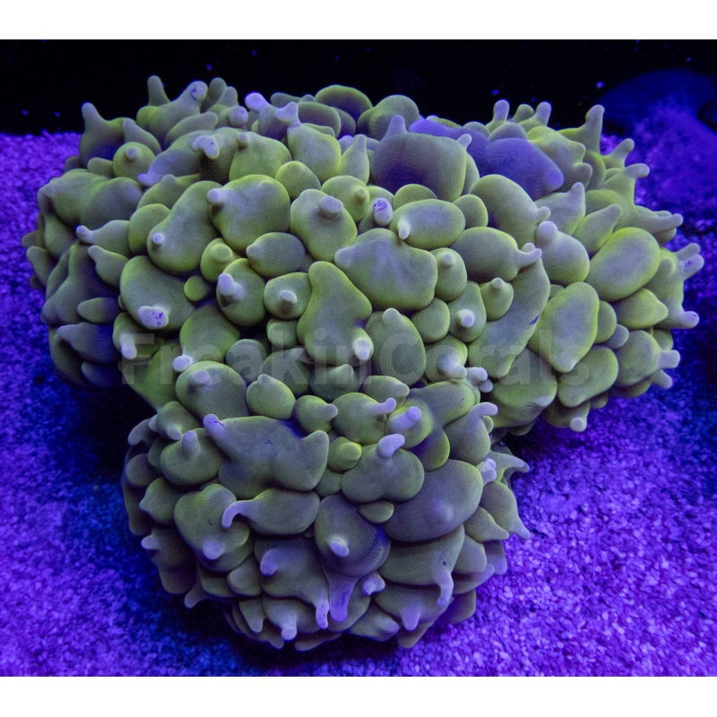 FK Bubble Tip Yellow Plerogyra (Rare Pattern)