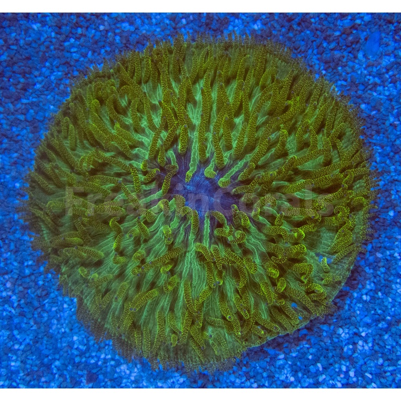 FK Electric Hive Fungia