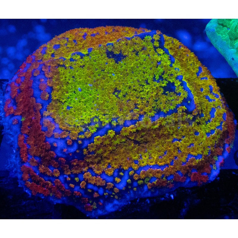 FK Encrusting Montipora Pack (5 Stunning Montiporas)