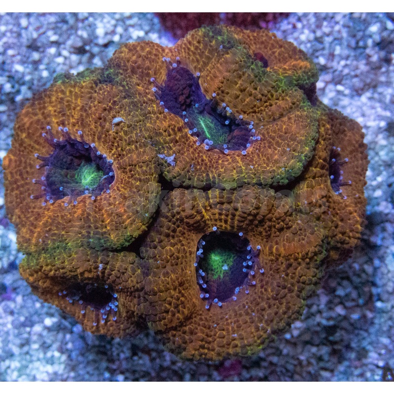 FK Gold micromussa lordhowensis