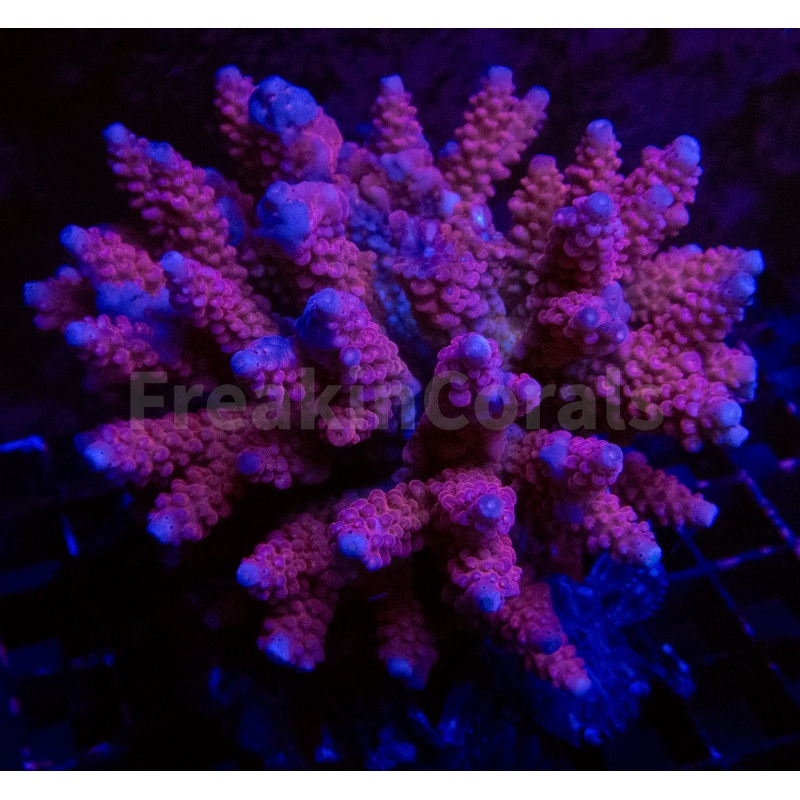 FK Golden Rose Acropora