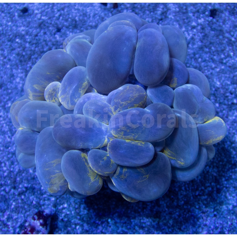 FK Grafted Plerogyra