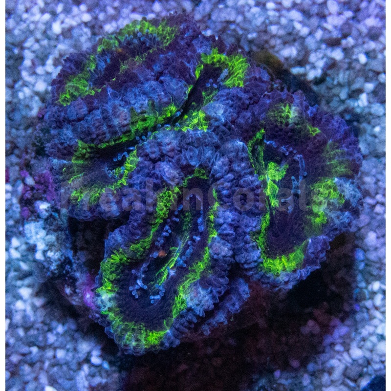 FK Green & Blue micromussa lordhowensis