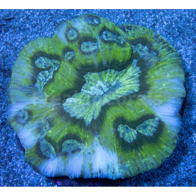 FK Green Graft Austrolomussa