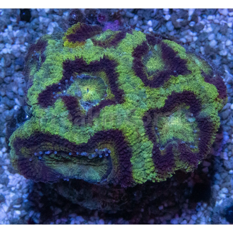 FK Green micromussa lordhowensis