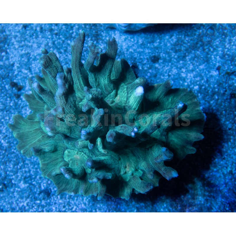 FK Green Pectinia Lettuce Coral Colony (L Size)