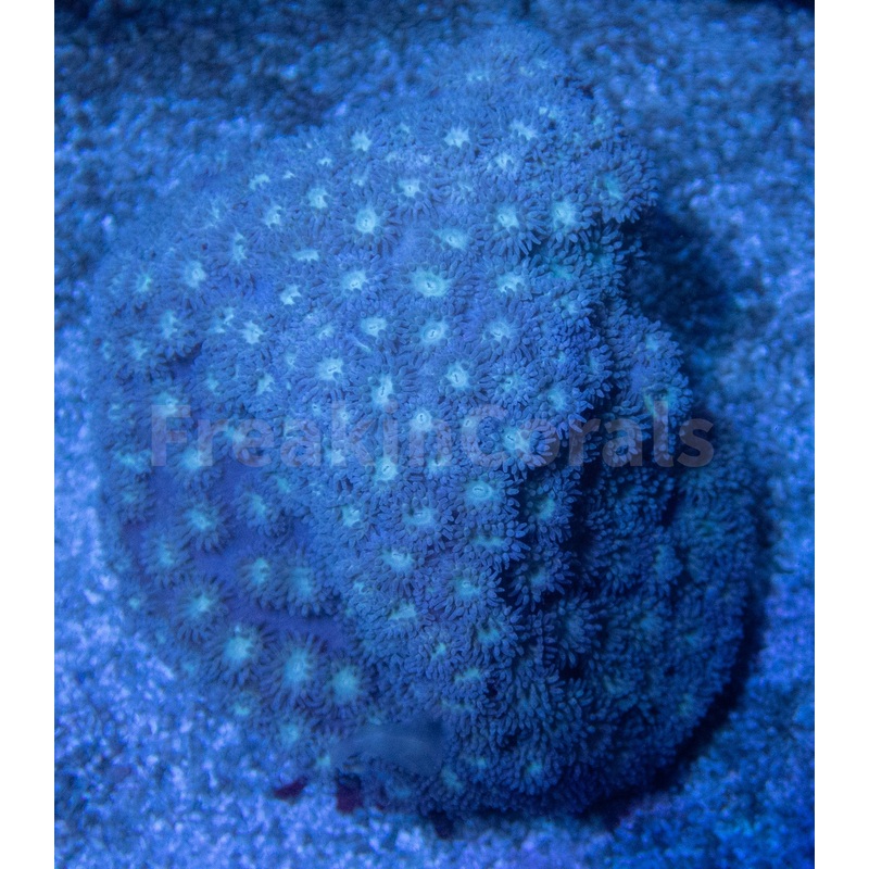 FK Grey Turbinaria Colony