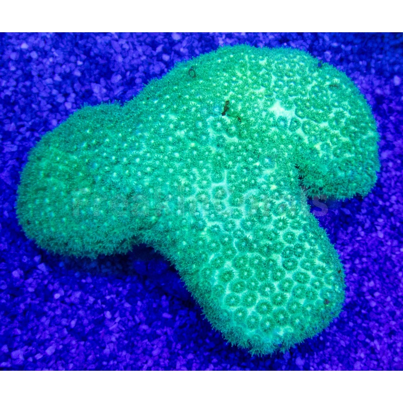FK Jade Spark Short Polyp Goniopora (Fiji)