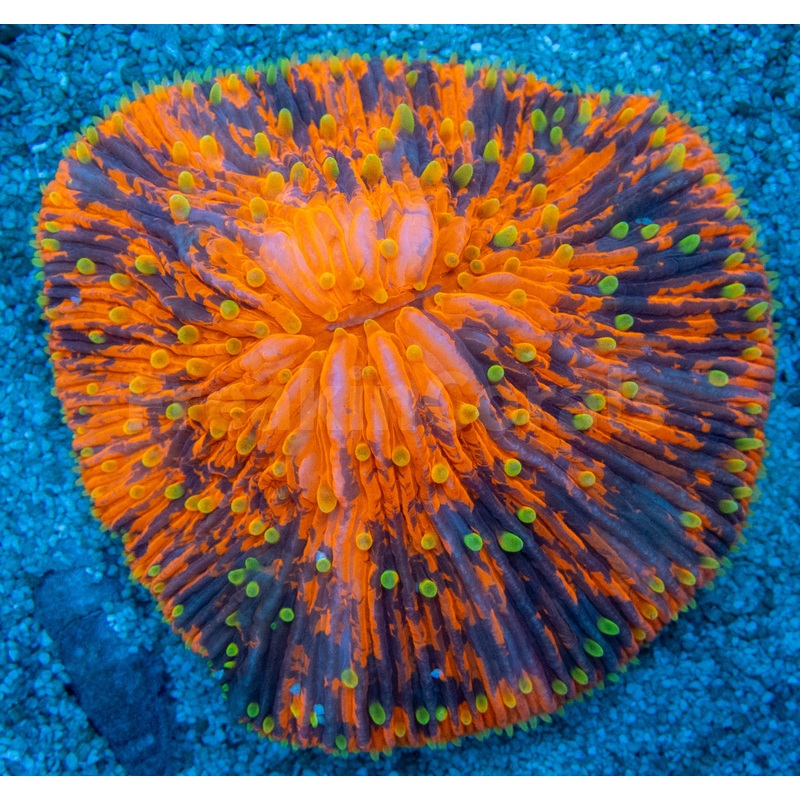 FK Midnight Sun Fungia