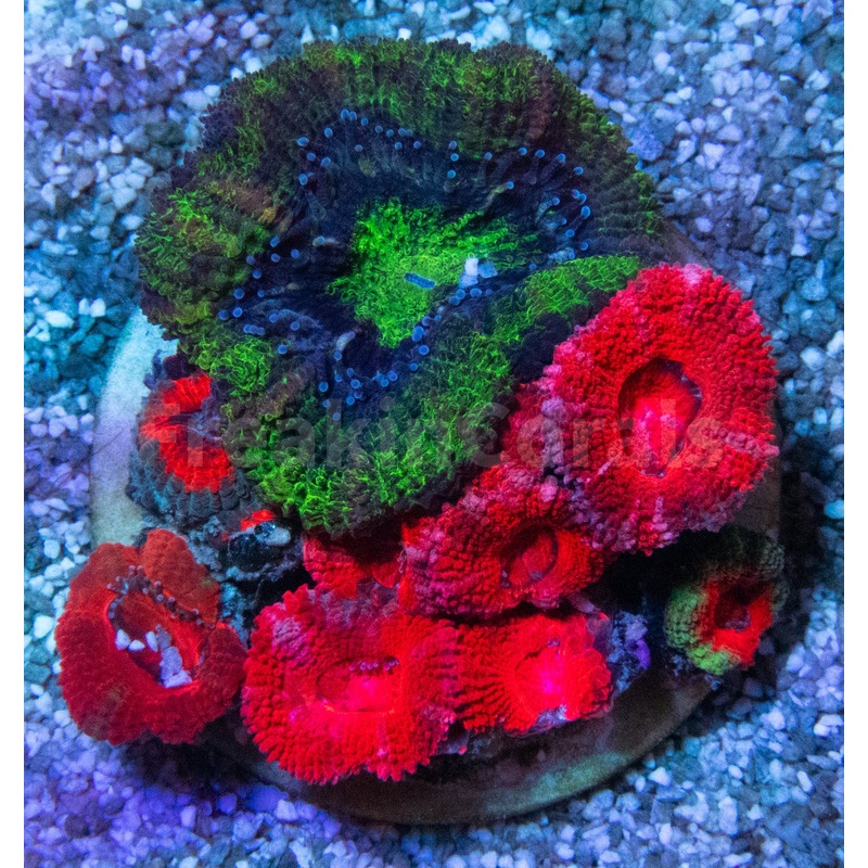 FK Mix micromussa lordhowensis