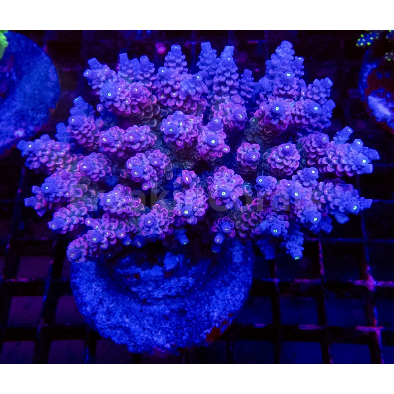 FK Mystic Wave Tenuis Acropora
