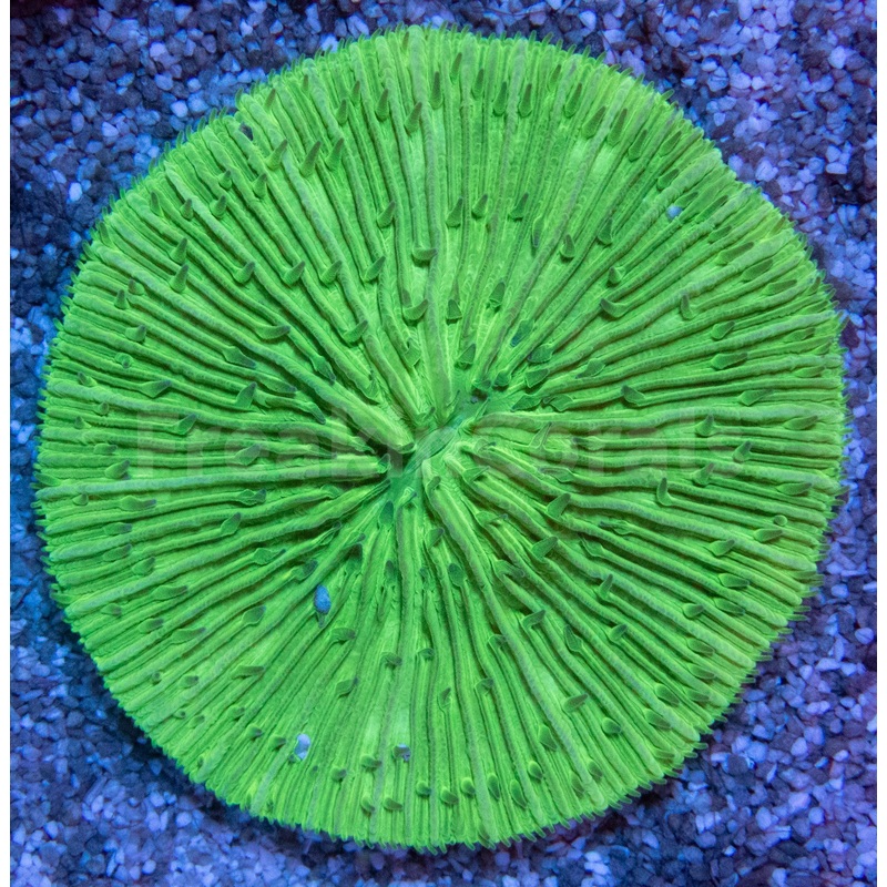 FK Neon Green Fungia