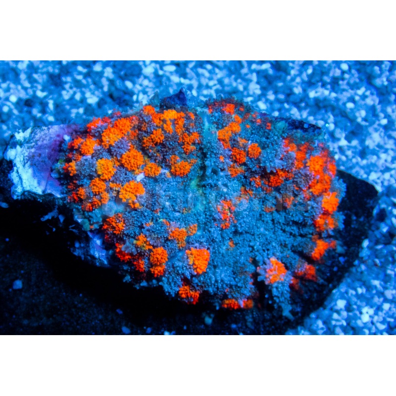 FK Orange Plasma Rodhacthis