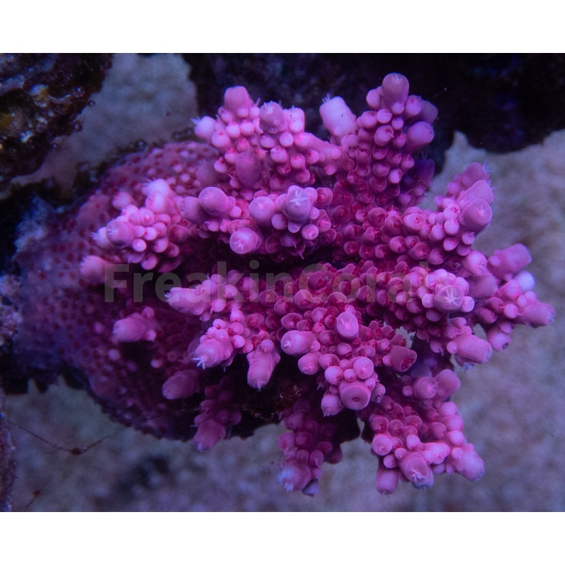FK Pink Bobbies Merlim (Cut-To-Order, Signature Coral)