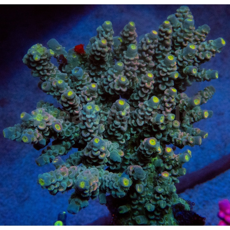 FK Pink Flair Tenuis Acropora (Cut-To-Order)