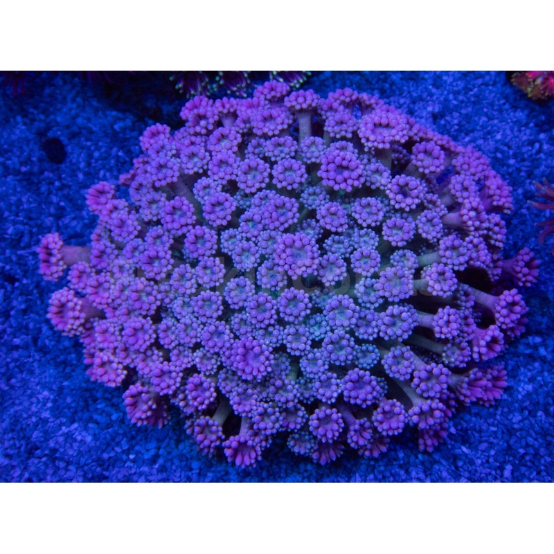FK Pink Flamingo Gonipora Colony