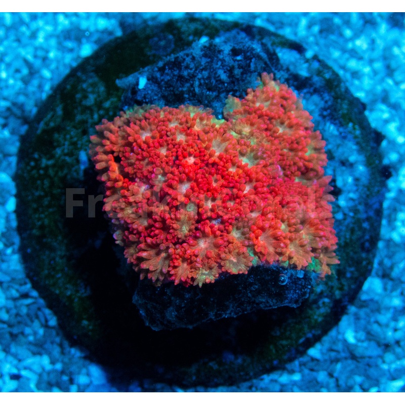 FK Rainbow Glitter Bernardopora (Small Frag)