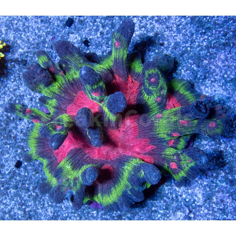 FK Rainbow Pectina Colony
