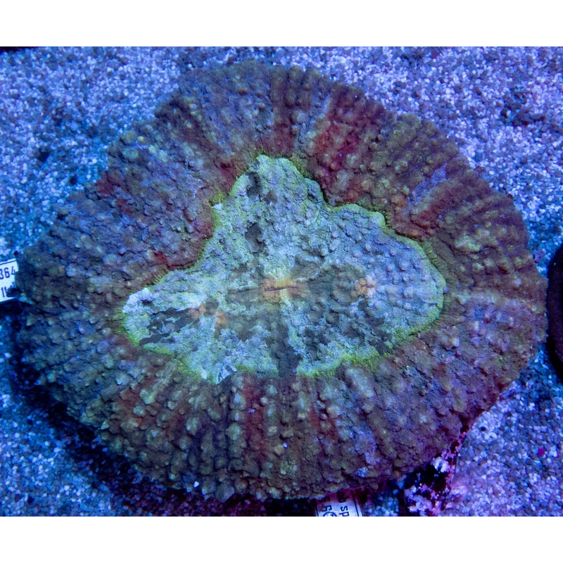 FK RainbowStrikes Lobophyllia (Indonesia, XL Size)