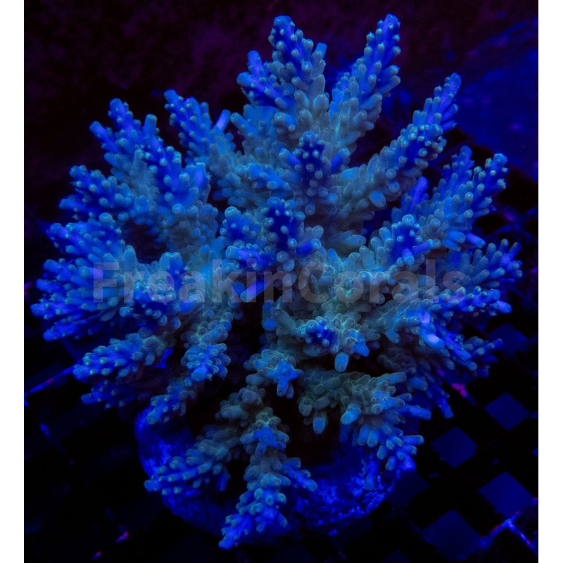 FK Royal Phantom Horrida Acropora