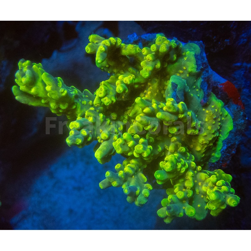 FK Suharsonoi Acropora (Cut-To-Order)