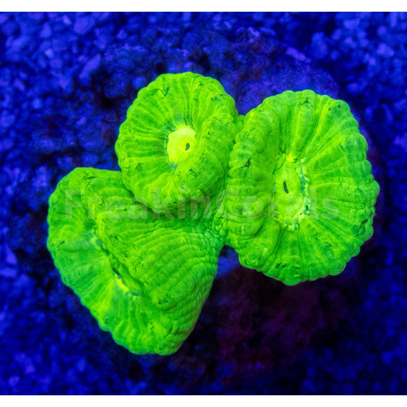 FK Super Fluor Caulastrea Furcata