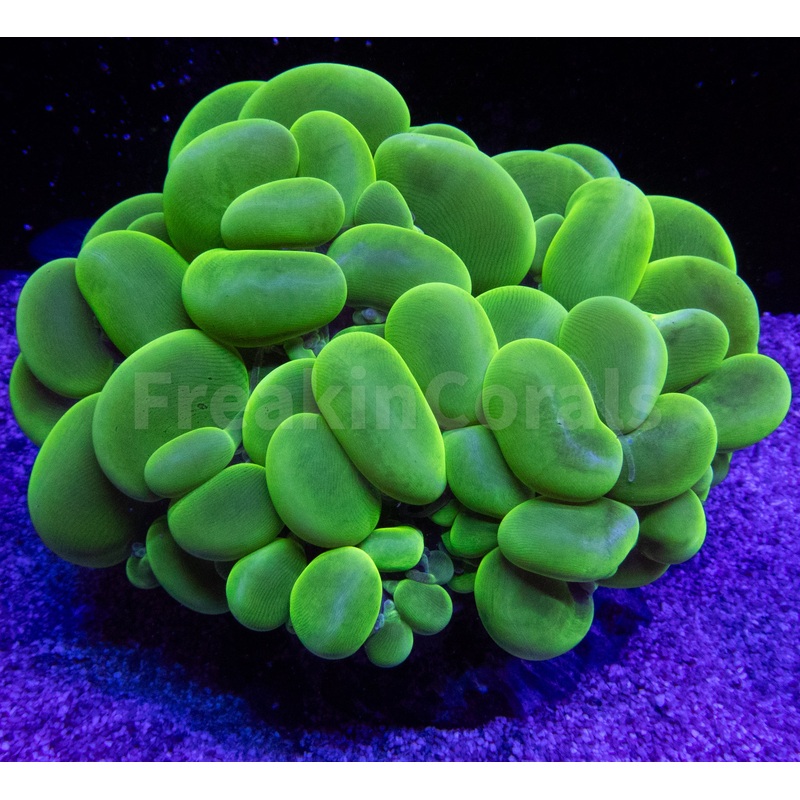 FK Toxic Green Plerogyra