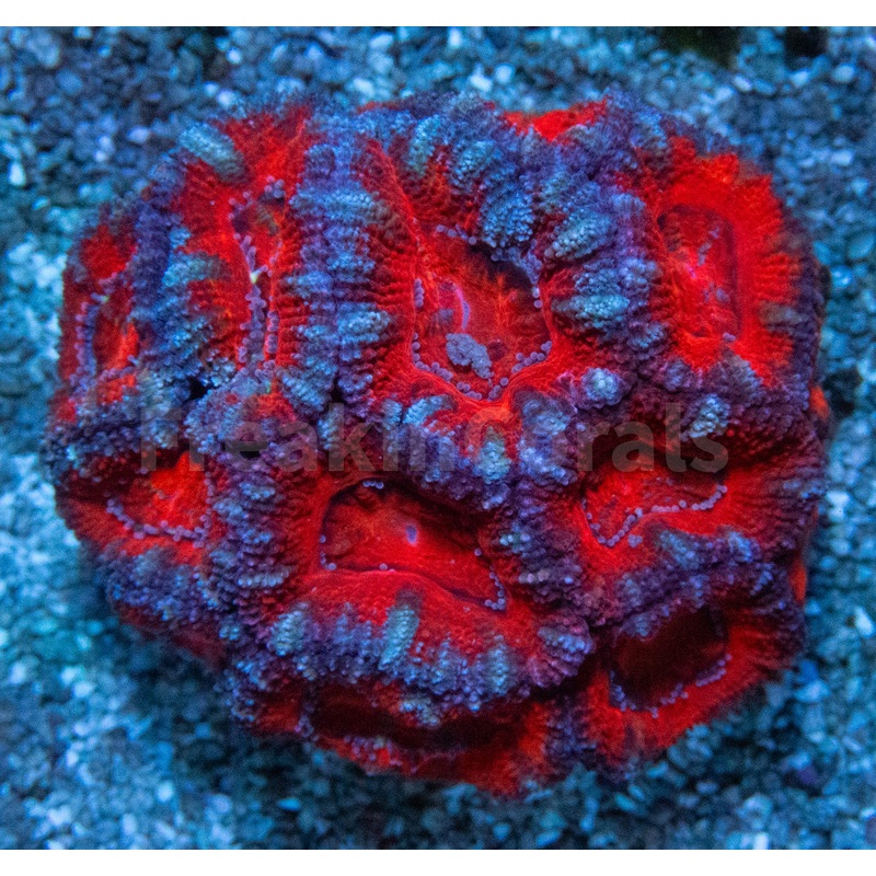 FK Ultra Red Snowman micromussa lordhowensis