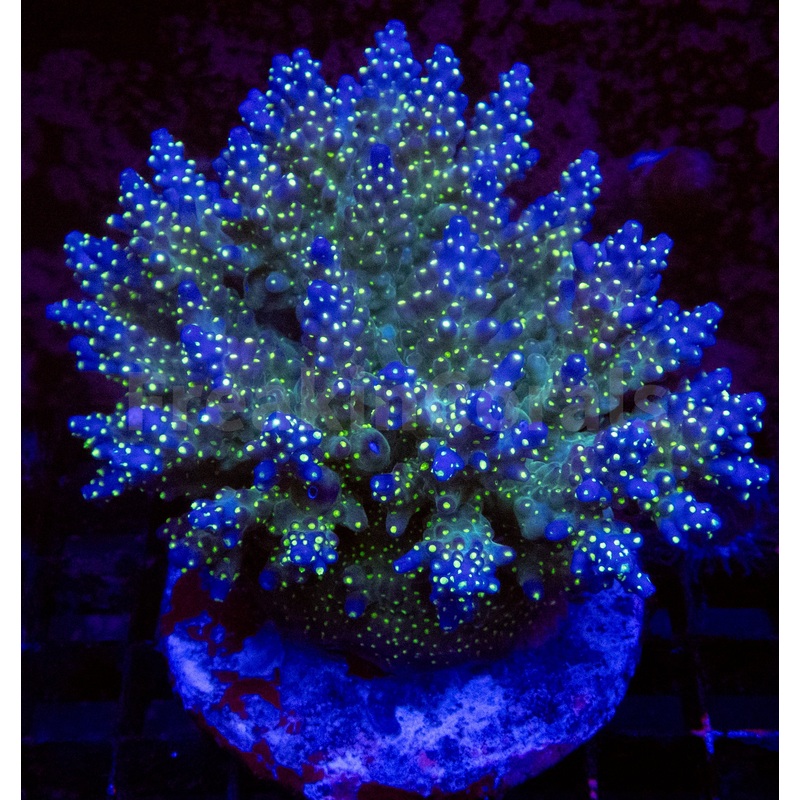 FK Valida Tricolor Acropora