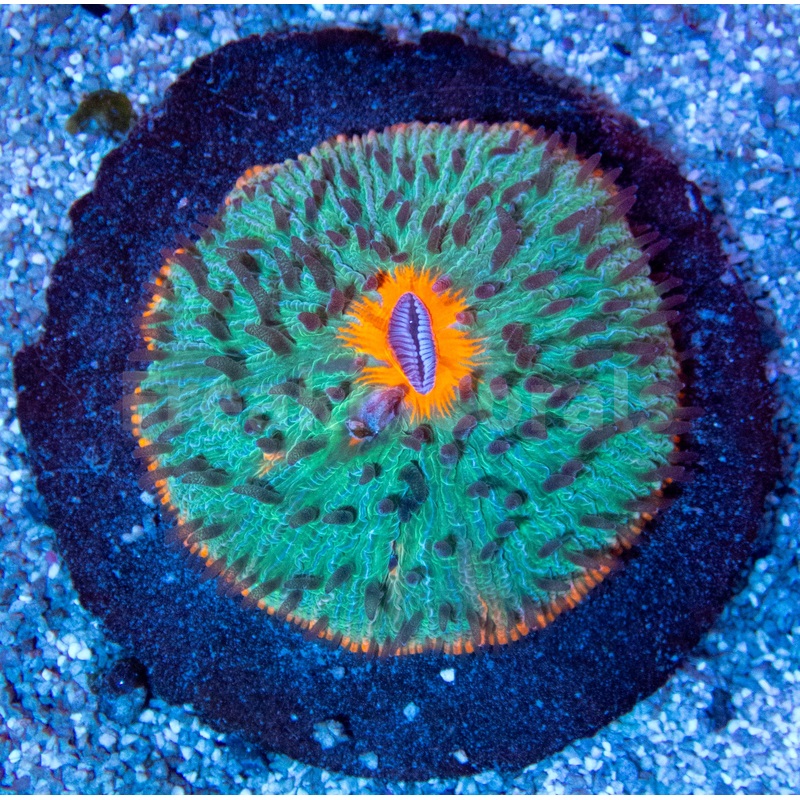 FK Vulcano Fungia (Collector Fungia)