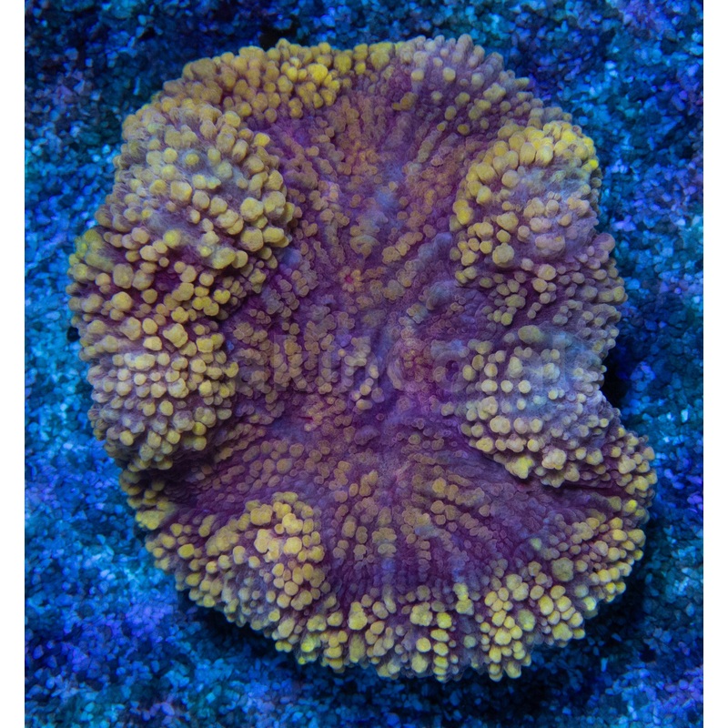 FK Yellow & Pink Symphillia Ultra