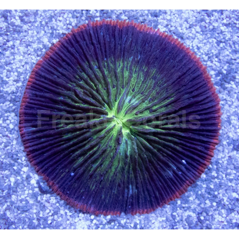 Fungia Eclipse (Fungia spp.)